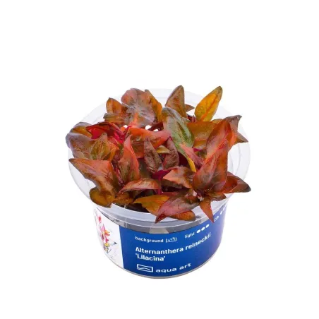 Aqua Art Alternanthera reineckii 'Lilacina' | AKVANAMAI