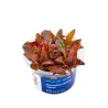 Aqua Art Alternanthera reineckii 'Lilacina' | AKVANAMAI