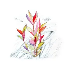 Aqua Art Alternanthera reineckii 'Lilacina' | AKVANAMAI