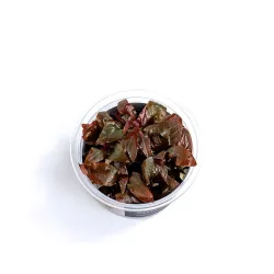 Aqua Art Alternanthera reineckii 'Lilacina' | AKVANAMAI