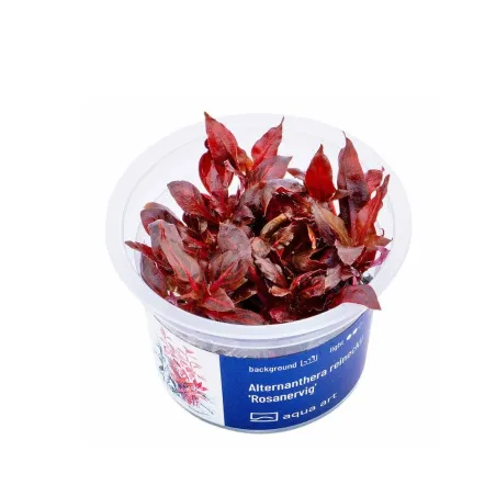 Aqua Art Alternanthera reineckii 'Rosanervig' | AKVANAMAI