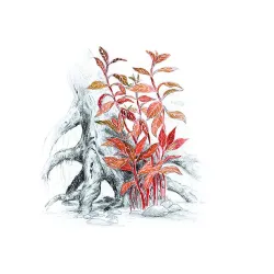 Aqua Art Alternanthera reineckii 'Rosanervig' | AKVANAMAI