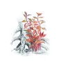 Aqua Art Alternanthera reineckii 'Rosanervig' | AKVANAMAI