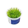 Aqua Art Bacopa myriophylloides akvariumo augalas In | AKVANAMAI