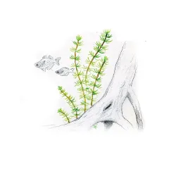 Aqua Art Bacopa myriophylloides akvariumo augalas In | AKVANAMAI