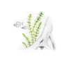 Aqua Art Bacopa myriophylloides akvariumo augalas In | AKVANAMAI
