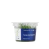 Aqua Art Bacopa myriophylloides akvariumo augalas In | AKVANAMAI