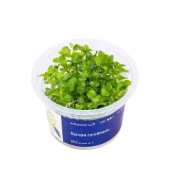 Aqua Art Bacopa caroliniana akvariumo augalas In | AKVANAMAI