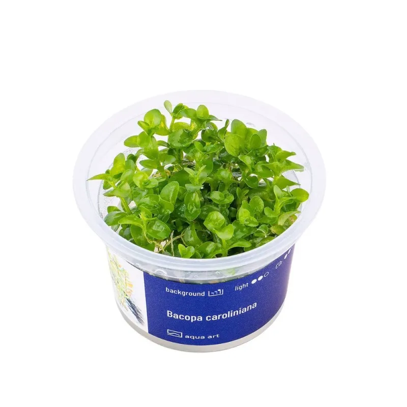 Aqua Art Bacopa caroliniana akvariumo augalas In | AKVANAMAI