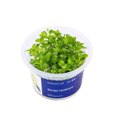 Aqua Art Bacopa caroliniana akvariumo augalas In | AKVANAMAI