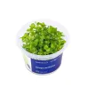 Aqua Art Bacopa caroliniana akvariumo augalas In | AKVANAMAI