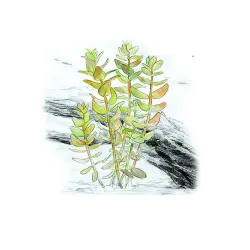 Aqua Art Bacopa caroliniana akvariumo augalas In | AKVANAMAI