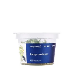 Aqua Art Bacopa caroliniana akvariumo augalas In | AKVANAMAI