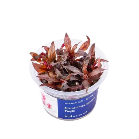 Aqua Art Alternanthera reineckii 'Purple' akvariumo | AKVANAMAI