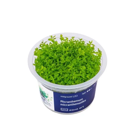 Aqua Art Micranthemum micranthemoides akvariumo | AKVANAMAI