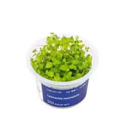 Aqua Art Lysimachia nummularia akvariumo augalas In | AKVANAMAI