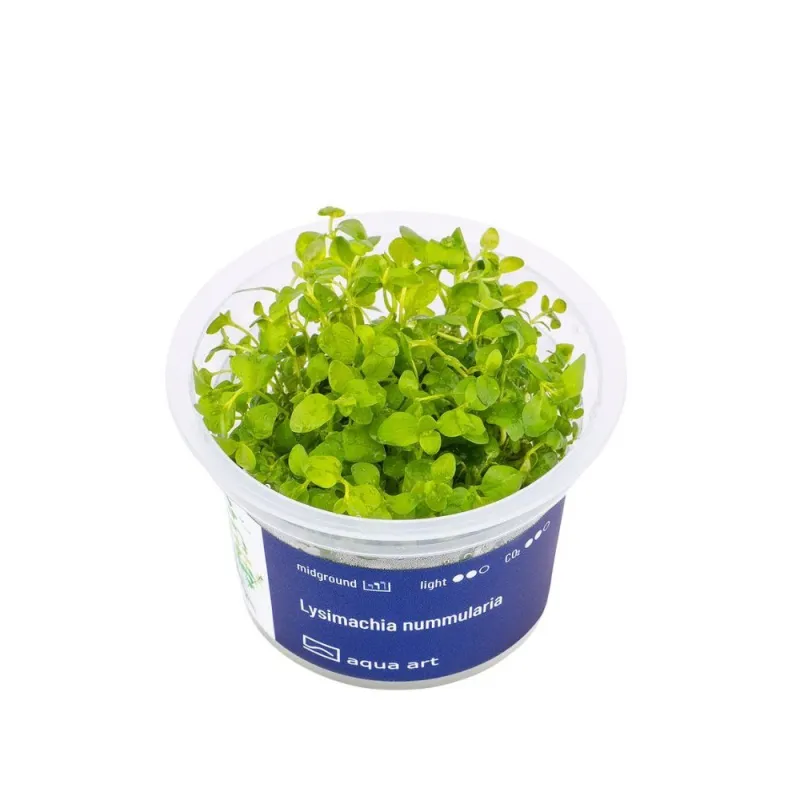 Aqua Art Lysimachia nummularia akvariumo augalas In | AKVANAMAI