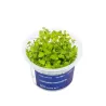 Aqua Art Lysimachia nummularia akvariumo augalas In | AKVANAMAI