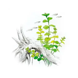 Aqua Art Lysimachia nummularia akvariumo augalas In | AKVANAMAI