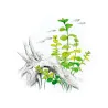 Aqua Art Lysimachia nummularia akvariumo augalas In | AKVANAMAI