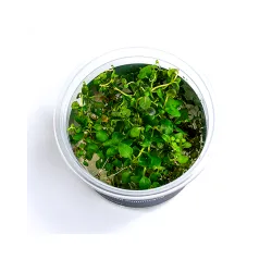 Aqua Art Lysimachia nummularia akvariumo augalas In | AKVANAMAI