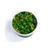 Aqua Art Lysimachia nummularia akvariumo augalas In | AKVANAMAI
