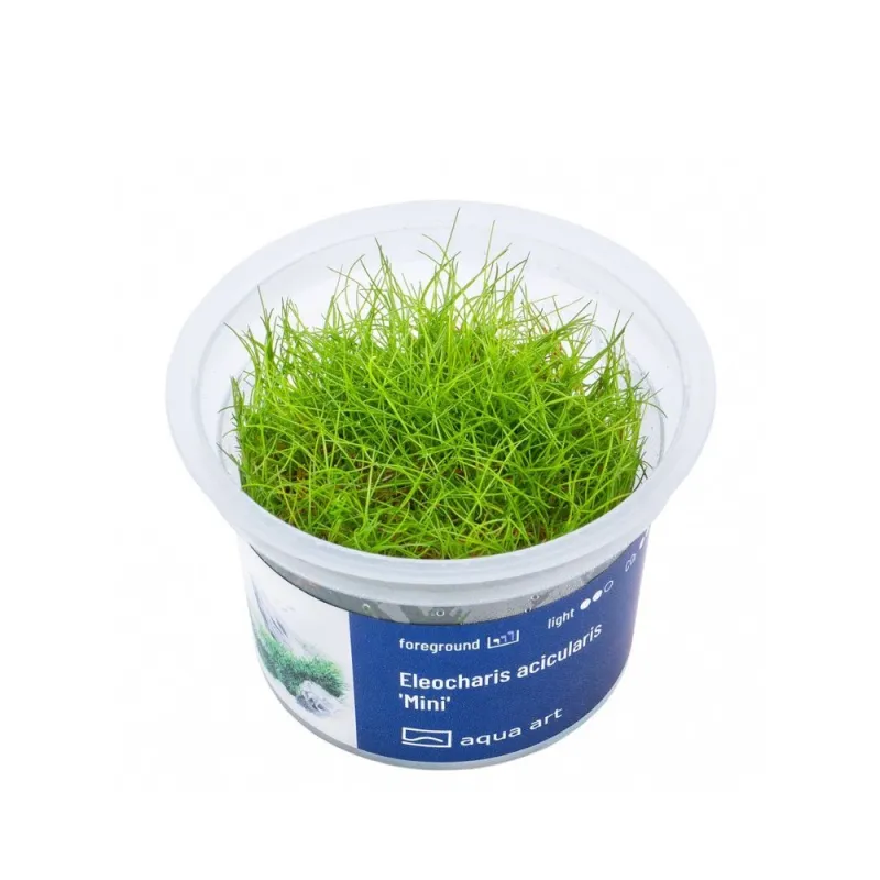 Aqua Art Eleocharis acicularis 'Mini' akvariumo | AKVANAMAI