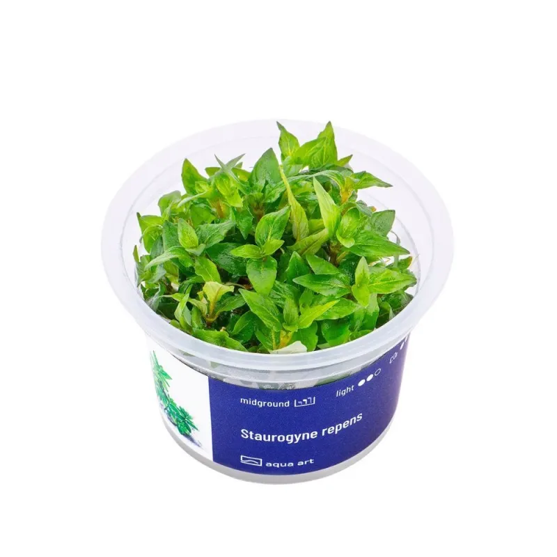Aqua Art Staurogyne repens akvariumo augalas In Vitro | AKVANAMAI