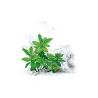 Aqua Art Staurogyne repens akvariumo augalas In Vitro | AKVANAMAI