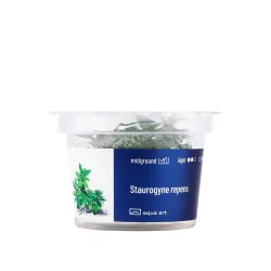 Aqua Art Staurogyne repens akvariumo augalas In Vitro | AKVANAMAI