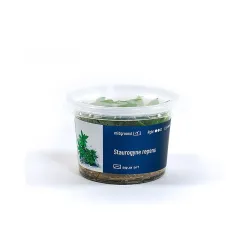 Aqua Art Staurogyne repens akvariumo augalas In Vitro | AKVANAMAI