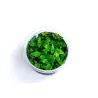 Aqua Art Staurogyne repens akvariumo augalas In Vitro | AKVANAMAI