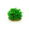 Aqua Art Staurogyne repens akvariumo augalas In Vitro | AKVANAMAI