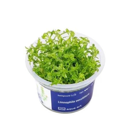 Aqua Art Limnophila sessiliflora akvariumo augalas | AKVANAMAI