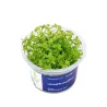 Aqua Art Limnophila sessiliflora akvariumo augalas | AKVANAMAI