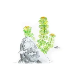 Aqua Art Limnophila sessiliflora akvariumo augalas | AKVANAMAI