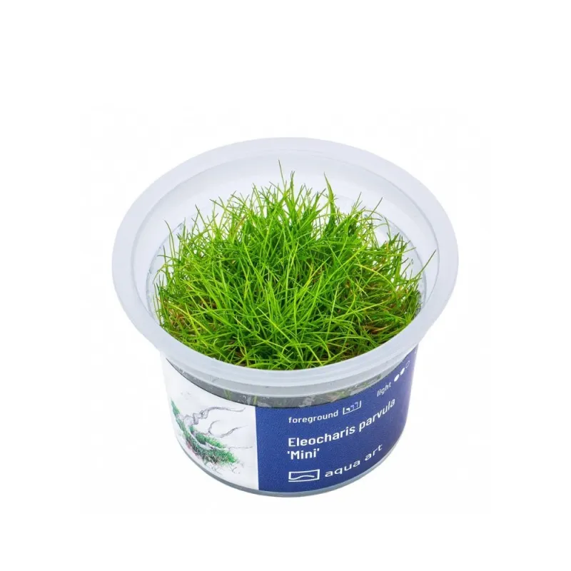 Aqua Art Eleocharis parvula 'Mini' akvariumo augalas | AKVANAMAI