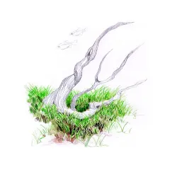 Aqua Art Eleocharis parvula 'Mini' akvariumo augalas | AKVANAMAI
