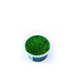 Aqua Art Eleocharis parvula 'Mini' akvariumo augalas | AKVANAMAI