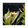 ProNovoGuppy Flakes S pašaras gupijoms 100 ml