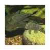 JBL ProNovo Pleco Wafer XL pašaras žuvims 250 ml