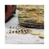 JBL ProNovo Pleco Wafer XL pašaras žuvims 250 ml