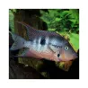 JBL ProNovo Cichlid Grano M pašaras žuvims 250 ml (click)