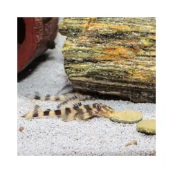JBL ProNovo Pleco Wafer XL pašaras žuvims 1000 ml