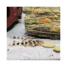 JBL ProNovo Pleco Wafer XL pašaras žuvims 1000 ml