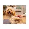 Pet Teezer plaukų šepetys gyvūnams Detangling&Dog Grooming Brush Small, violetinis