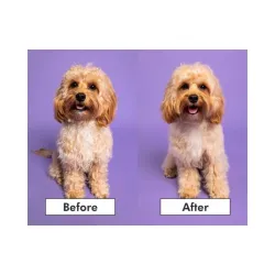 Pet Teezer plaukų šepetys gyvūnams Detangling&Dog Grooming Brush Small, violetinis
