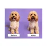 Pet Teezer plaukų šepetys gyvūnams Detangling&Dog Grooming Brush Small, violetinis