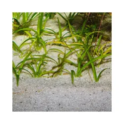 JBL gruntas Sansibar River 10 kg (0, 8 mm) | AKVANAMAI