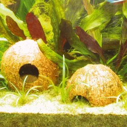 JBL Cocos Cava kokoso slėptuvė akvariumams ir | AKVANAMAI